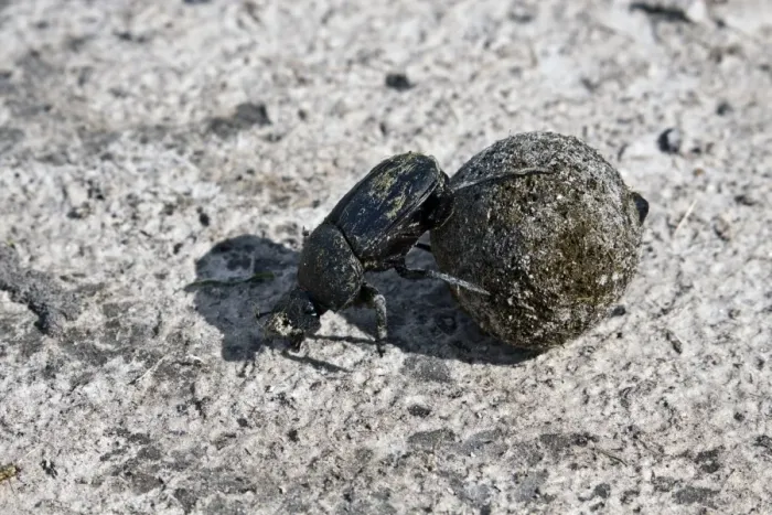Framed Print : Dung or Scarab Beetle - Botswana Framed Print : Dung or Scarab Beetle - Botswana