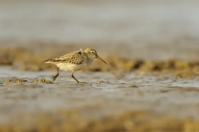 Framed Print : Dunlin (Calidris alpina) adult, non-breeding plumage, feeding on mudflats, Snettisham RSPB Reserve, The Wash, Norfolk Framed Print : Dunlin (Calidris alpina) adult, non-breeding plumage, feeding on mudflats, Snettisham RSPB Reserve, The Wash, Norfolk