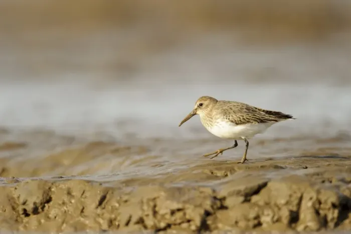 Framed Print : Dunlin (Calidris alpina) adult, non-breeding plumage, feeding on mudflats, Snettisham RSPB Reserve, The Wash, Norfolk Framed Print : Dunlin (Calidris alpina) adult, non-breeding plumage, feeding on mudflats, Snettisham RSPB Reserve, The Wash, Norfolk