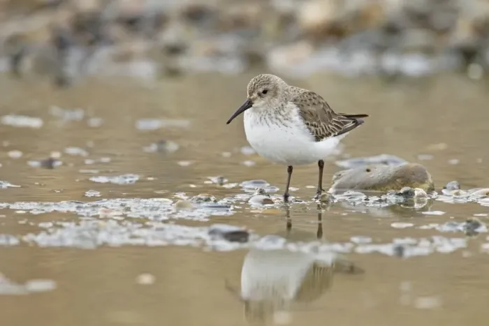Framed Print : Dunlin (Calidris alpina) adult, moulting into breeding plumage, standing in shallow water, Salthouse, Norfolk, England Framed Print : Dunlin (Calidris alpina) adult, moulting into breeding plumage, standing in shallow water, Salthouse, Norfolk, England