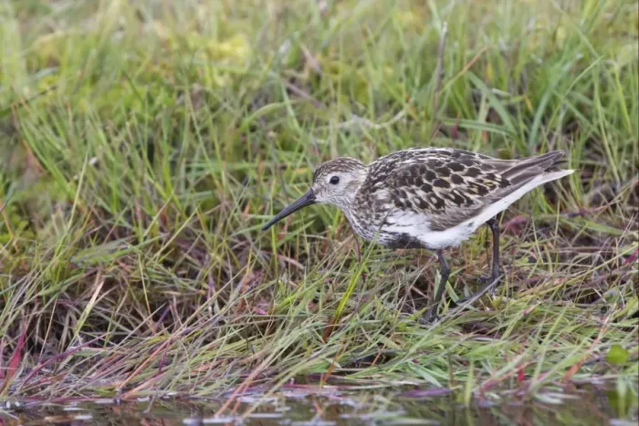 Framed Print : Dunlin (Calidris alpina) adult, summer plumage, foraging at edge of grassy pool, Shetland Islands, Scotland, june Framed Print : Dunlin (Calidris alpina) adult, summer plumage, foraging at edge of grassy pool, Shetland Islands, Scotland, june
