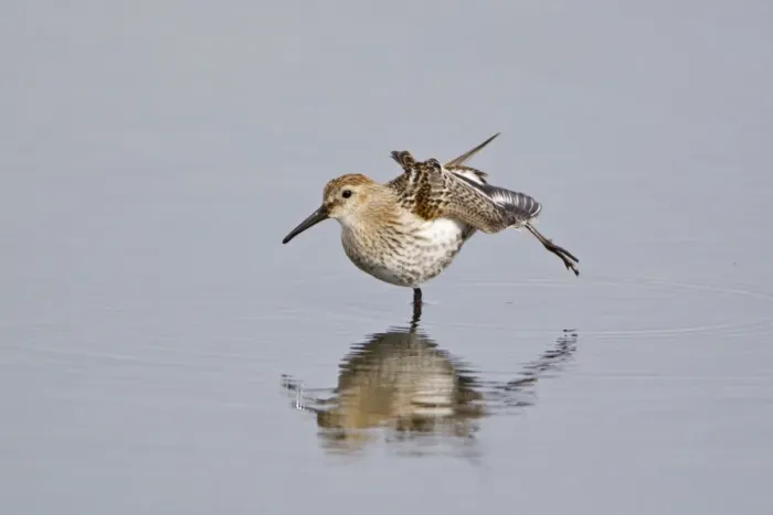 Framed Print : Dunlin (Calidris alpina) adult, entering winter plumage, stretching leg, standing in water, Minsmere RSPB Reserve, Suffolk, England, september