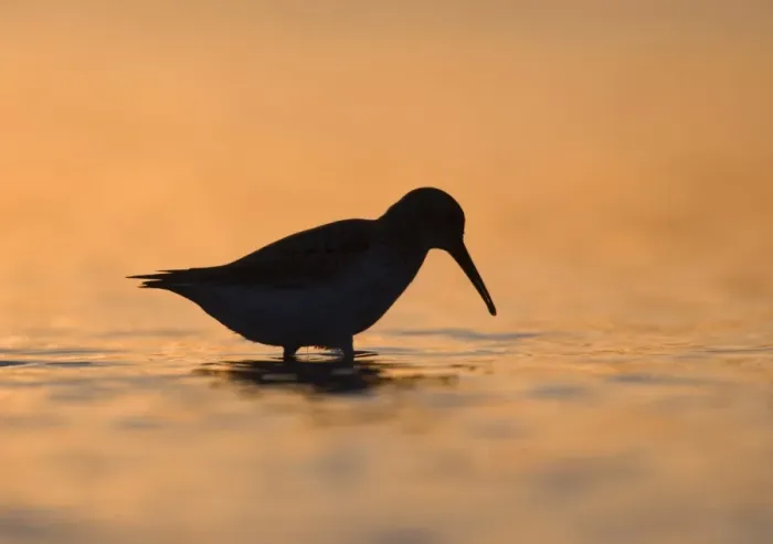 Framed Print : Dunlin (Calidris alpina) adult, wading, silhouetted at dusk, Snettisham, Norfolk, England, september Framed Print : Dunlin (Calidris alpina) adult, wading, silhouetted at dusk, Snettisham, Norfolk, England, september
