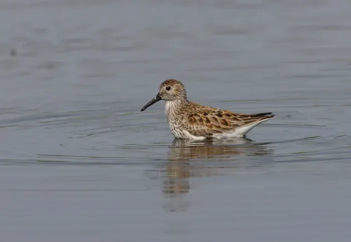 Framed Print : Dunlin (Calidris alpina) adult, foraging in shallow water, Ria Formosa NP, Algarve, Portugal, april Framed Print : Dunlin (Calidris alpina) adult, foraging in shallow water, Ria Formosa NP, Algarve, Portugal, april