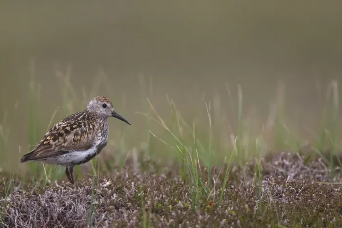 Framed Print : Dunlin (Calidris alpina) adult, in breeding plumage, standing on moorland, Shetland Islands, Scotland, june Framed Print : Dunlin (Calidris alpina) adult, in breeding plumage, standing on moorland, Shetland Islands, Scotland, june