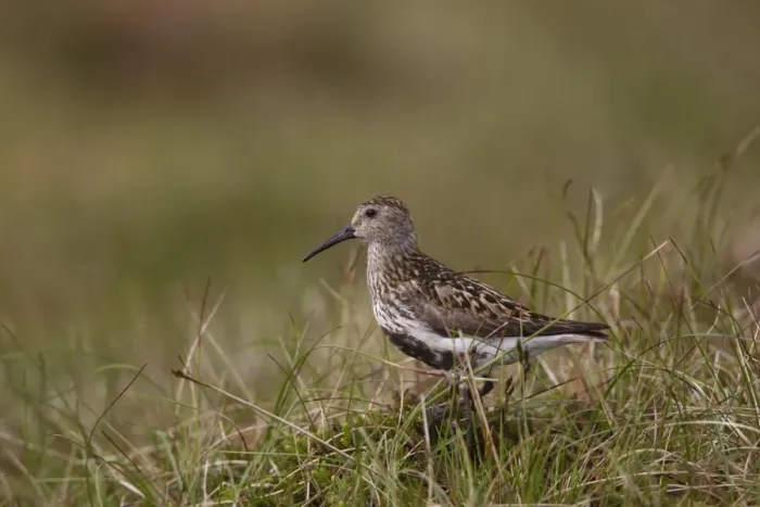 Framed Print : Dunlin (Calidris alpina) adult, in breeding plumage, standing on moorland, Shetland Islands, Scotland, june Framed Print : Dunlin (Calidris alpina) adult, in breeding plumage, standing on moorland, Shetland Islands, Scotland, june