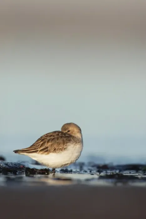 Framed Print : Dunlin (Calidris alpina) adult, winter plumage, roosting on beach, Lothian, Scotland, january Framed Print : Dunlin (Calidris alpina) adult, winter plumage, roosting on beach, Lothian, Scotland, january