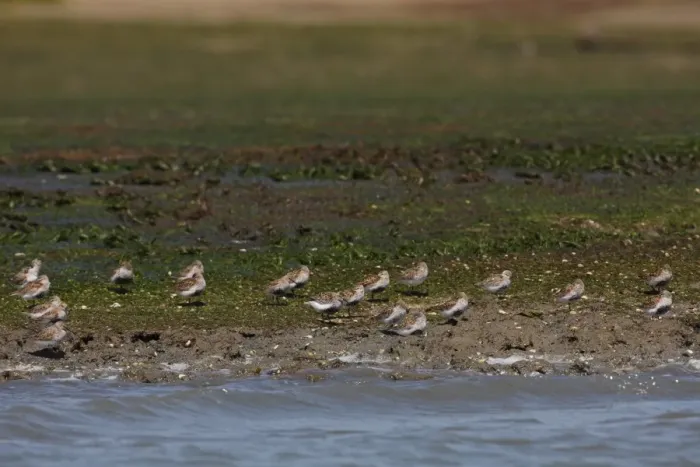 Framed Print : Dunlin (Calidris alpina) flock, roosting at edge of water, Ria Formosa NP, Algarve, Portugal, april