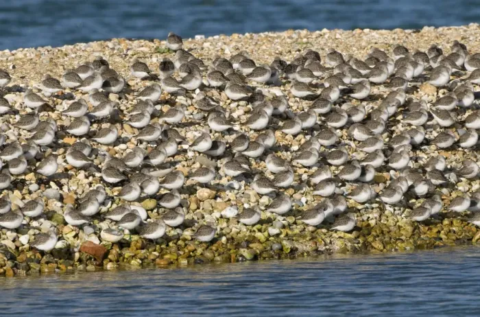 Framed Print : Dunlin (Calidris alpina) flock, winter plumage, roosting on shingle spit, England