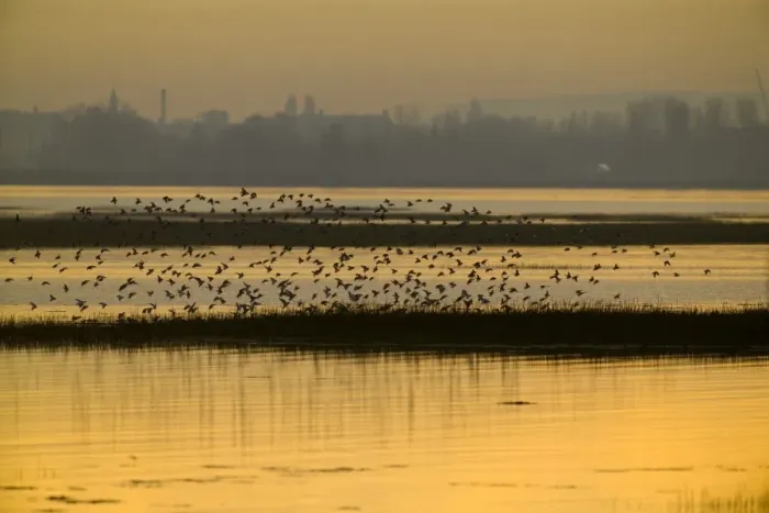 Framed Print : Dunlin (Calidris alpina) flock, in flight, arriving at high tide roost, silhouetted at sunset, Langstone Harbour RSPB Reserve, Hampshire, England, winter