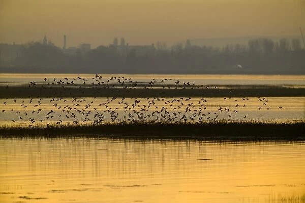 Dunlin (Calidris alpina) flock, in flight, arriving at high tide roost, silhouetted at sunset, Langstone Harbour RSPB Reserve, Hampshire, England, winter