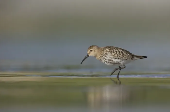Framed Print : Dunlin (Calidris alpina) immature, foraging along shallow water on beach in evening, Shetland Islands, Scotland, september Framed Print : Dunlin (Calidris alpina) immature, foraging along shallow water on beach in evening, Shetland Islands, Scotland, september