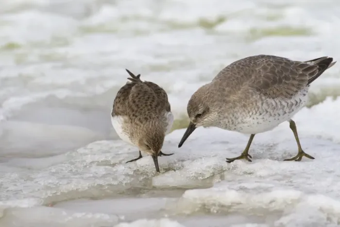Framed Print : Dunlin (Calidris alpina) and Knot (Calidris canuta) two adults, winter plumage, feeding on snow, Norfolk, England Framed Print : Dunlin (Calidris alpina) and Knot (Calidris canuta) two adults, winter plumage, feeding on snow, Norfolk, England