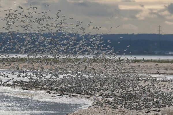 Dunlin (Calidris alpina) and Knot (Calidris canutus) mixed flock, in flight, landing at roost, Swale National Nature Reserve, Isle of Sheppey, Kent, England, november