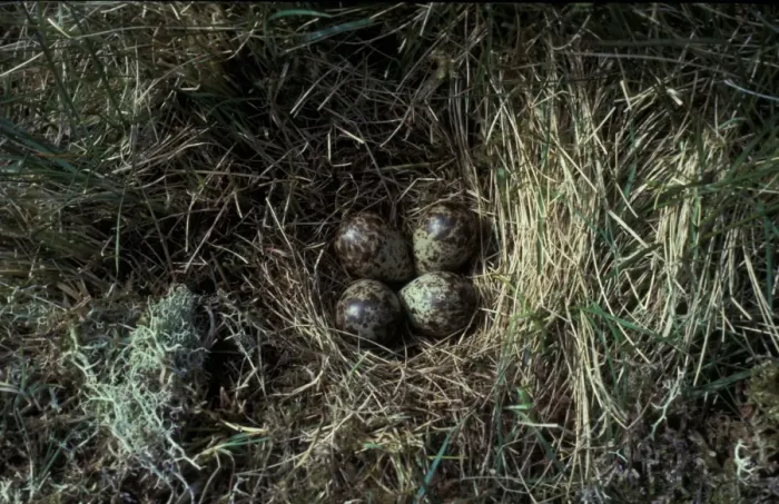 Framed Print : Dunlin (Calidris alpina) Nest and four Eggs Framed Print : Dunlin (Calidris alpina) Nest and four Eggs