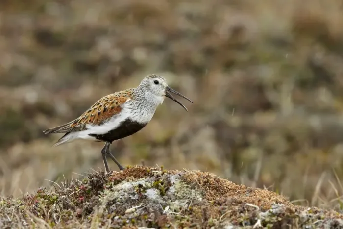 Framed Print : Dunlin (Calidris alpina sakhalina) adult male, breeding plumage, calling, standing on tundra during drizzle Framed Print : Dunlin (Calidris alpina sakhalina) adult male, breeding plumage, calling, standing on tundra during drizzle
