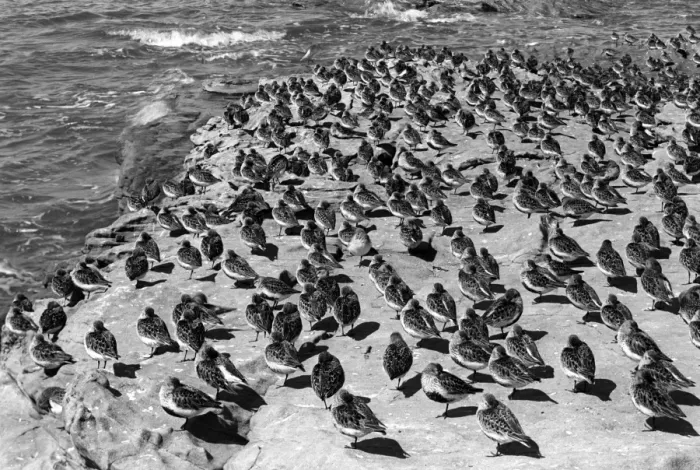 Framed Print : Dunlin at high tide on the Little Eye. Hilbre Island. Taken by Eric Hosking in 1948 Framed Print : Dunlin at high tide on the Little Eye. Hilbre Island. Taken by Eric Hosking in 1948