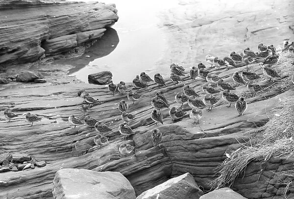 Dunlin at Hilbre Island. Taken by Eric Hosking in1947