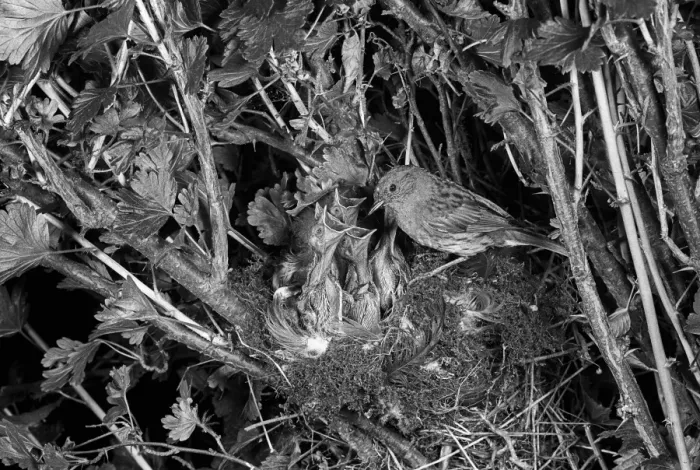 Framed Print : Dunnock or Hedge Sparrow at nest - Eyke, Suffolk. Taken by Eric Hosking in 1949 Framed Print : Dunnock or Hedge Sparrow at nest - Eyke, Suffolk. Taken by Eric Hosking in 1949