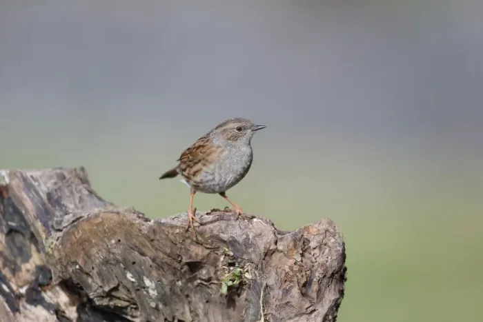 Framed Print : Dunnock (Prunella modularis) adult, perched on stump, Dumfries, Dumfries and Galloway, Scotland, February