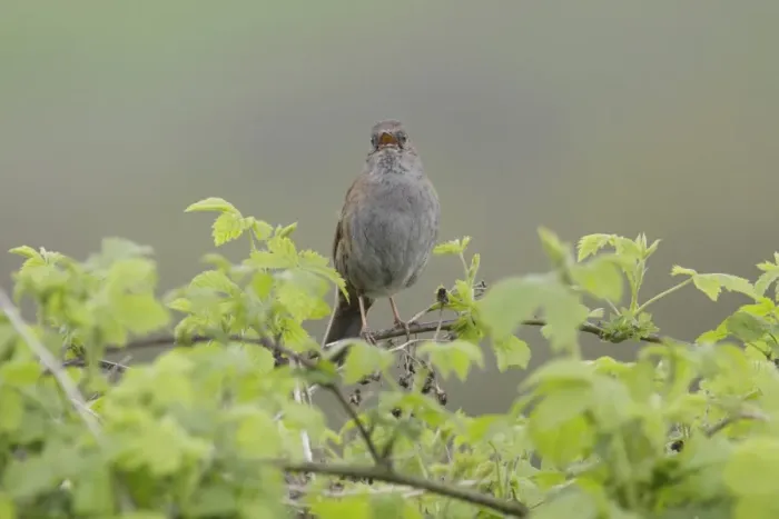 Framed Print : Dunnock (Prunella modularis) adult, singing, perched on bramble stem, West Yorkshire, England, May Framed Print : Dunnock (Prunella modularis) adult, singing, perched on bramble stem, West Yorkshire, England, May