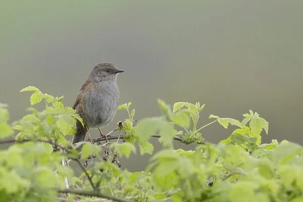 Dunnock (Prunella modularis) adult, perched on bramble stem, West Yorkshire, England, May