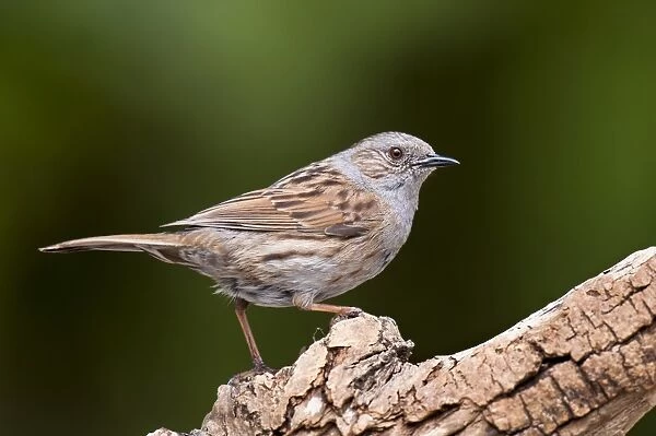 Dunnock (Prunella modularis) adult, perched on branch, Hale, Cumbria, England, May