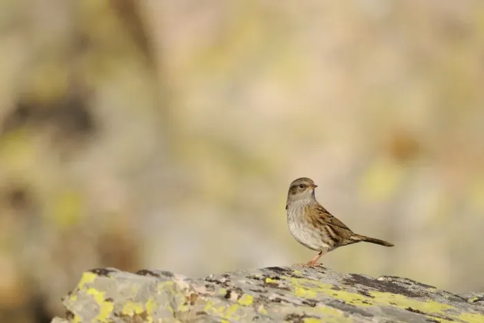 Framed Print : Dunnock (Prunella modularis) adult, standing on rock, Spain, september Framed Print : Dunnock (Prunella modularis) adult, standing on rock, Spain, september