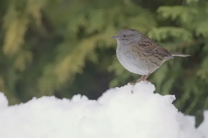 Framed Print : Dunnock (Prunella modularis) adult, standing in snow covered garden, Chirnside, Berwickshire, Scotland, december Framed Print : Dunnock (Prunella modularis) adult, standing in snow covered garden, Chirnside, Berwickshire, Scotland, december