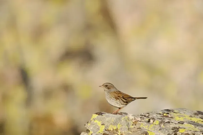 Framed Print : Dunnock (Prunella modularis) adult, standing on rock, Spain, september Framed Print : Dunnock (Prunella modularis) adult, standing on rock, Spain, september