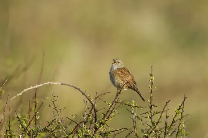 Framed Print : Dunnock (Prunella modularis) adult, singing, perched on twig, Guernsey, Channel Islands, May Framed Print : Dunnock (Prunella modularis) adult, singing, perched on twig, Guernsey, Channel Islands, May