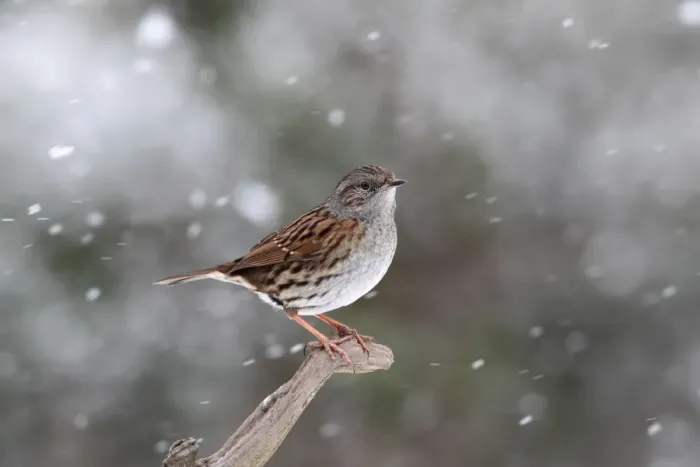 Framed Print : Dunnock (Prunella modularis) adult, perched on branch during snowfall, Warwickshire, England, January Framed Print : Dunnock (Prunella modularis) adult, perched on branch during snowfall, Warwickshire, England, January
