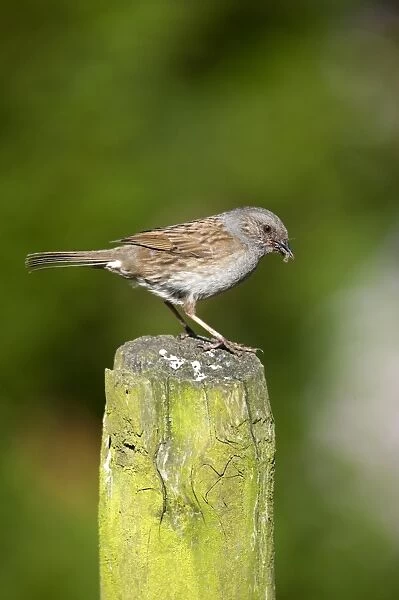 Dunnock (Prunella modularis) adult, with food in beak, perched on post, England, july