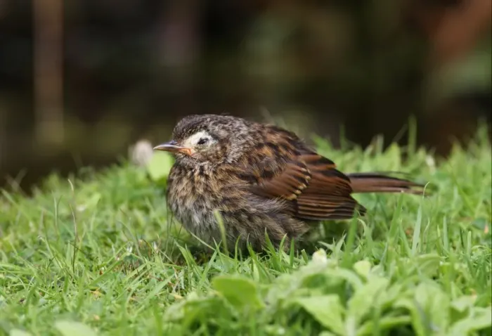Framed Print : Dunnock (Prunella modularis) immature, with diseased skin around eye, standing on grass, Norfolk, England, august