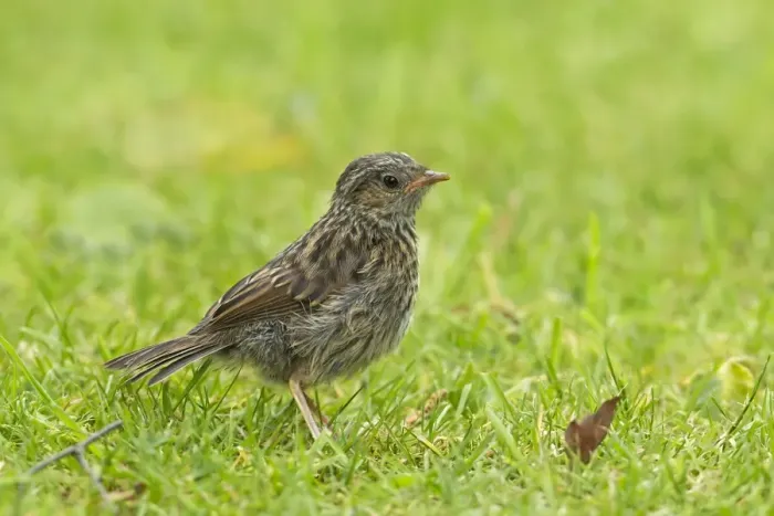 Framed Print : Dunnock (Prunella modularis) juvenile, foraging on garden lawn, Warwickshire, England, may Framed Print : Dunnock (Prunella modularis) juvenile, foraging on garden lawn, Warwickshire, England, may