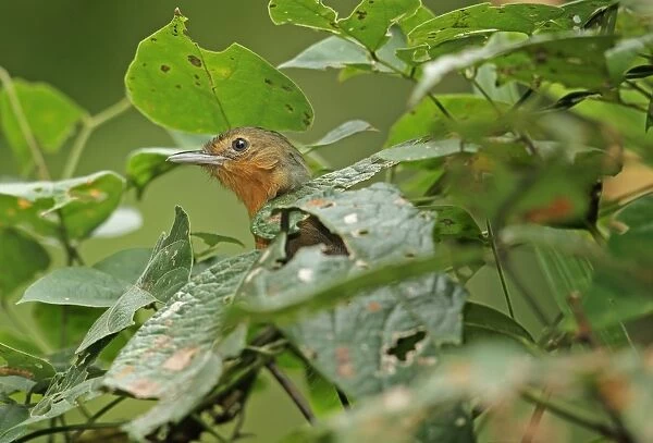 Dusky Antbird (Cercomacra tyrannina tyrannina) adult, perched amongst dense vegetation, Pipeline Road, Panama, November