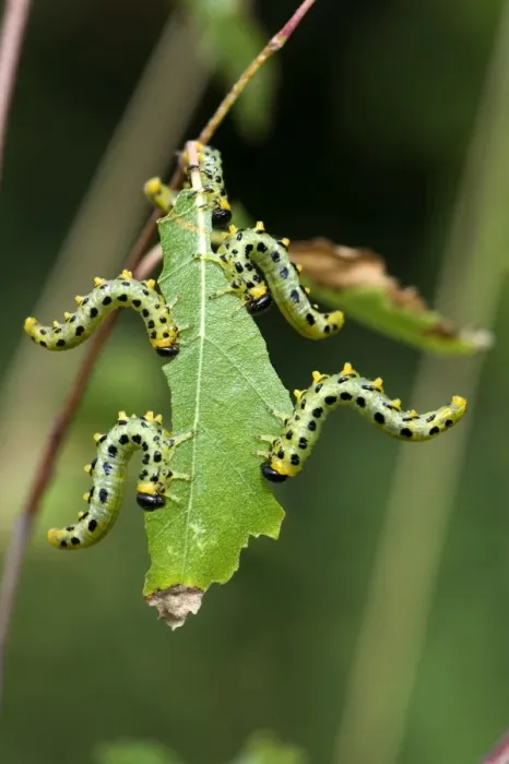 Framed Print : Dusky birch sawfly, Craesus latitarsus, larvae on the leaves on a young silver birch tree, Betula pendula, Berkshire Framed Print : Dusky birch sawfly, Craesus latitarsus, larvae on the leaves on a young silver birch tree, Betula pendula, Berkshire
