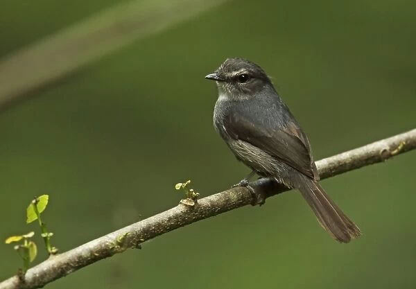 Dusky-blue Flycatcher (Muscicapa comitata aximensis) adult, perched on twig over water, Ankasa Reserve, Ghana, February