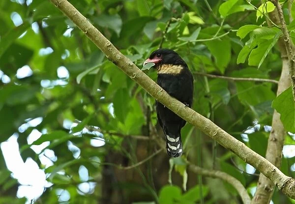 Dusky Broadbill (Corydon sumatranus laoensis) adult, with leaf in beak, perched on branch, Kaeng Krachan N. P