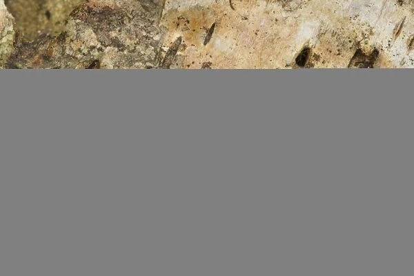 Dusky Brocade (Apamea remissa) adult, Sheffield, South Yorkshire, England, July