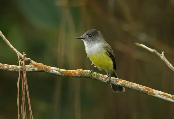Framed Print : Dusky-capped Flycatcher (Myiarchus tuberculifer) adult, perched on branch, Cerro Azul, Panama, November Framed Print : Dusky-capped Flycatcher (Myiarchus tuberculifer) adult, perched on branch, Cerro Azul, Panama, November