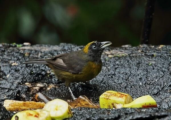 Dusky-faced Tanager (Mitrospingus cassinii cassinii) adult, feeding on fruit at birdtable during rainfall