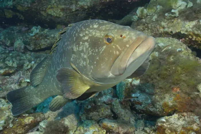 Framed Print : Dusky Grouper (Epinephelus marginatus) adult, swimming, Parc National de Port-Cros, Port-Cros Island, France