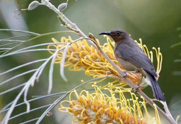 Framed Print : Dusky Honeyeater (Myzomela obscura) adult, feeding on nectar at Grevillea (Grevillea sp. ) flowers, Kingfisher Park Framed Print : Dusky Honeyeater (Myzomela obscura) adult, feeding on nectar at Grevillea (Grevillea sp. ) flowers, Kingfisher Park