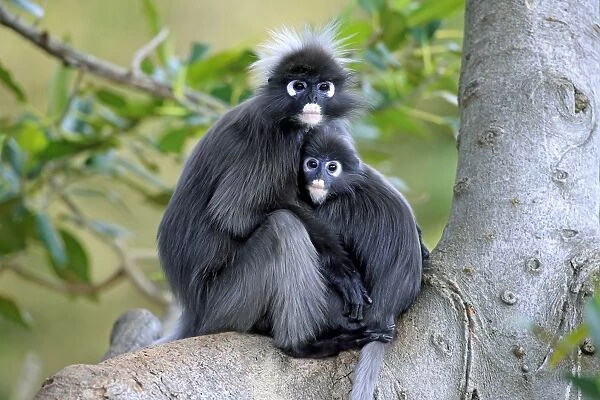Dusky Leaf Monkey (Trachypithecus obscurus) adult female and young, sitting together on branch (captive)