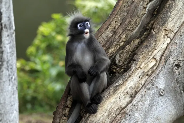 Framed Print : Dusky Leaf Monkey (Trachypithecus obscurus) adult male, sitting on tree trunk (captive) Framed Print : Dusky Leaf Monkey (Trachypithecus obscurus) adult male, sitting on tree trunk (captive)