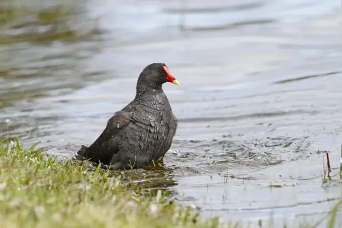 Framed Print : Dusky Moorhen (Gallinula tenebrosa) adult, bathing on lake in parkland, Perth, Western Australia, Australia Framed Print : Dusky Moorhen (Gallinula tenebrosa) adult, bathing on lake in parkland, Perth, Western Australia, Australia