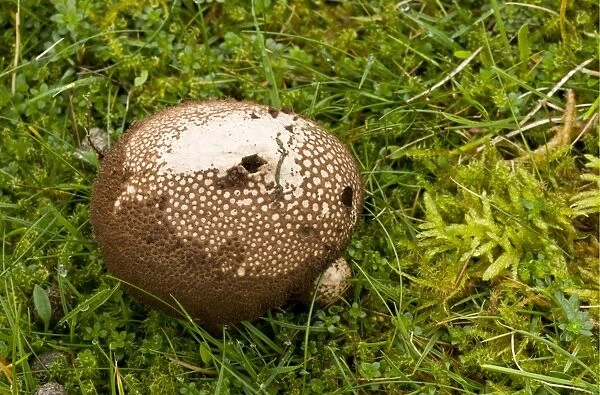Dusky Puffball (Lycoperdon nigrescens) fruiting body, growing in acid grassland, Quantock Hills, Somerset, England
