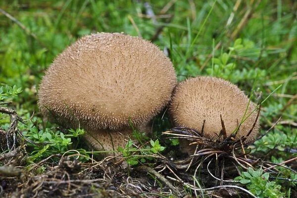 Dusky Puffball (Lycoperdon nigrescens) two fruiting bodies, Clumber Park, Nottinghamshire, England, October