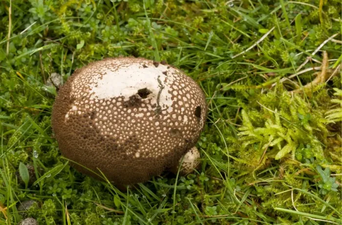 Framed Print : Dusky Puffball (Lycoperdon nigrescens) fruiting body, growing in acid grassland, Quantock Hills, Somerset, England Framed Print : Dusky Puffball (Lycoperdon nigrescens) fruiting body, growing in acid grassland, Quantock Hills, Somerset, England